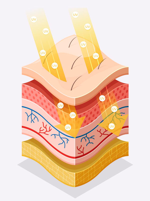 Illustration showing how grape rays penetrate the skin.