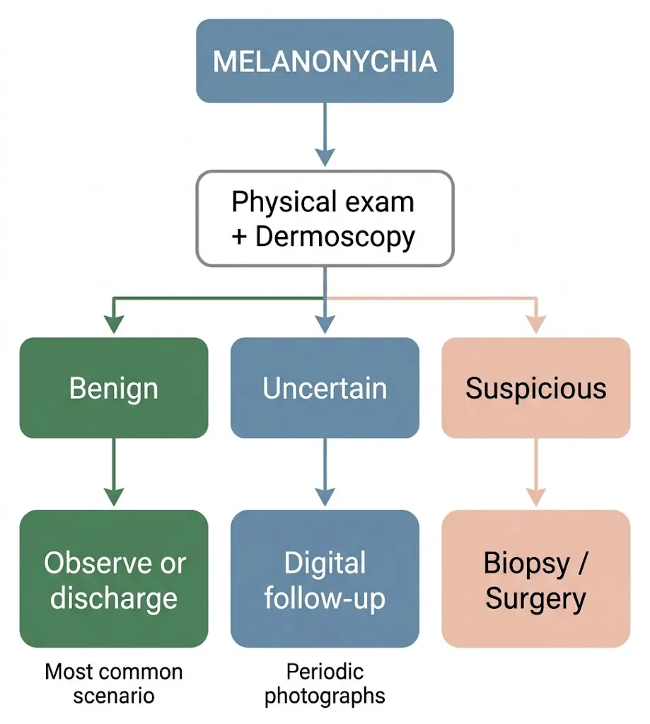 Clinical decision flowchart for melanonychia: examination, dermoscopy and three possible approaches depending on the level of suspicion.